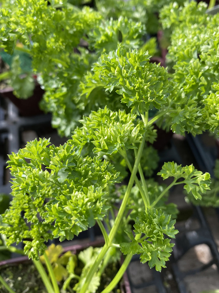 Parsley Curly Leaf 4"